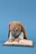 liegender Hase mit Buch