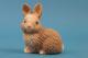 sitzendes nat�rliches Kanninchen